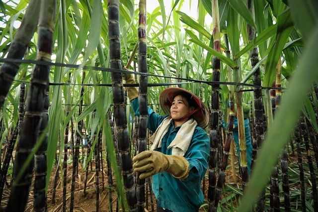 Sugar rush turns sour for Vietnam’s sweet industry